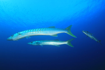 Pickhandle Barracuda fish