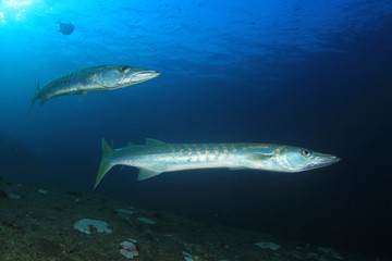 Fototapeta premium Pickhandle Barracuda fish