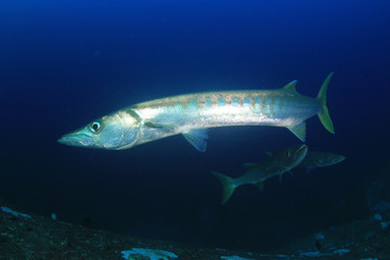 Pickhandle Barracuda fish