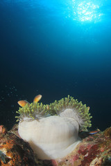Clownfish Anemonefish fish on coral reef