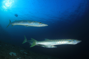 Pickhandle Barracuda fish