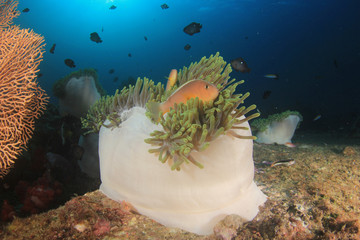 Clownfish Anemonefish fish on coral reef