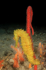 Thorny Seahorse