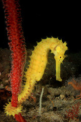 Thorny Seahorse