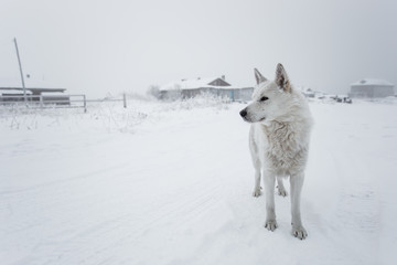 Close-up portrait of Beige and white dog sitting on the snow in winter forest on white background.