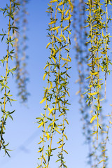 Yellow flowers on willow branches in spring