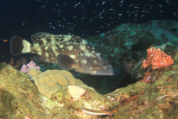 Fish on coral reef underwater