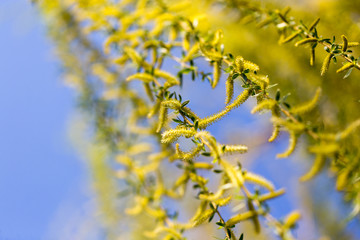 Yellow flowers on willow branches in spring