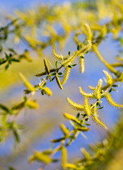 Yellow flowers on willow branches in spring