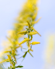 Yellow flowers on willow branches in spring