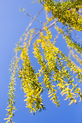 Yellow flowers on willow branches in spring