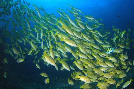 Fish on coral reef underwater