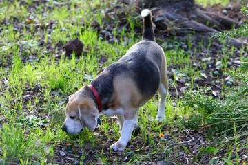 beagle sniffing in bush