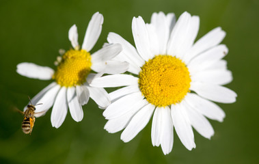 Obraz premium Beautiful white chamomile flower in the nature