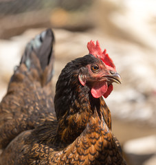 Portrait of a hen on a farm