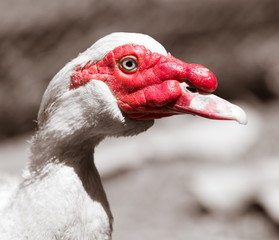 Portrait of a white goose on a farm