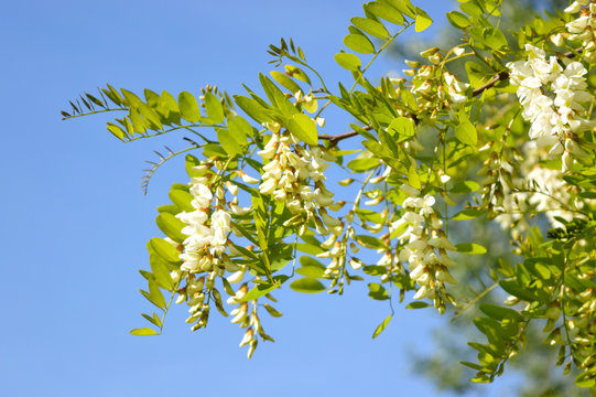Branch of the flowering acacia tree on the background of the sky