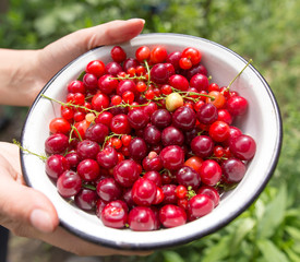 Red cherries and berries in a cup