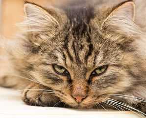 Portrait of a furry cat Maine Coon