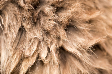 Wool of a fluffy cat as a background