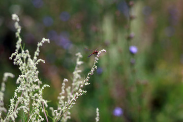 dragonfly on a blade of grass