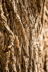 Bark from a tree as a background