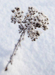 Dry grass in snow on nature