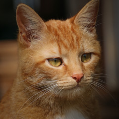 rote Katze mit gelben Augen