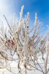 Fototapeta premium Dry grass in snow on nature