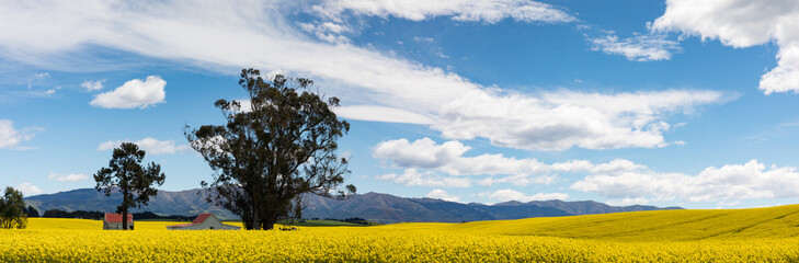 Red roofed buildings amidst the bright yellow flowers of a canola field in New Zealand