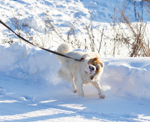 A dog walks in the snow in the winter