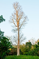The rare trees are found on Phayao Road1