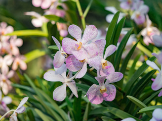 Obraz premium Pink Orchid flower in tropical garden, mokara hybrids, green background for postcard or agriculture business. ..