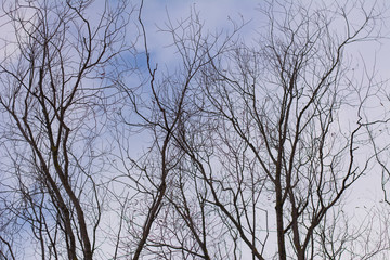 Fototapeta na wymiar bare branches tree