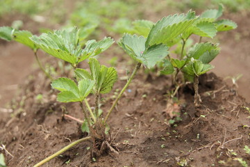 strawberry plants in the fields.