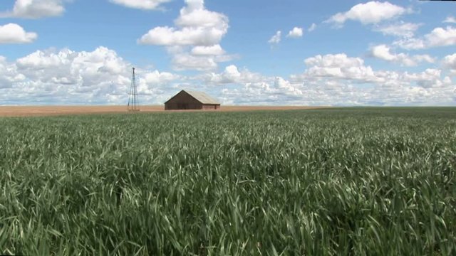 Slow rise up on wheat field and old barn