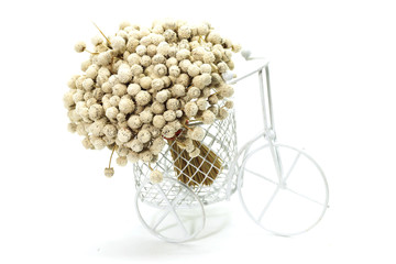 Closeup of A Bunch of dry white Eriocaulon henryanum Ruhle with white bike decorative