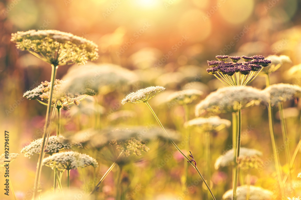 Fototapete Summer bright scenery. Wildflowers in the rays of the setting sun on summer evening.