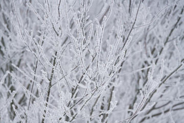 Winterlandschaft mit Bäumen und Ästen überzogen mit Raureif