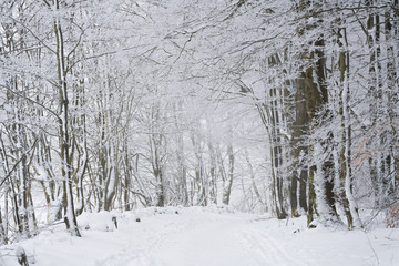 Winterlicher Waldwanderweg