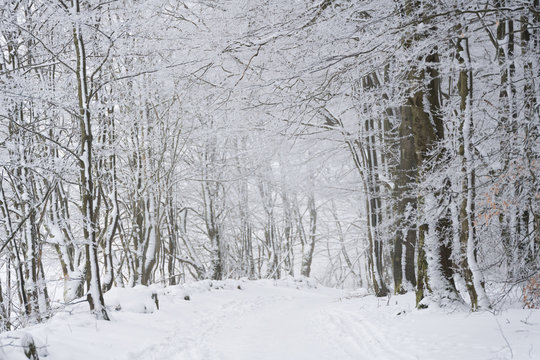 Winterlicher Waldwanderweg