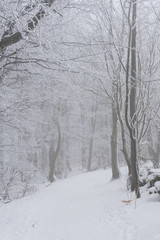 Fototapeta na wymiar Winterlicher Waldwanderweg
