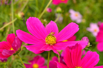 Obraz premium a bee is on a cosmo in the garden