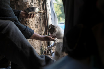 Fototapeta na wymiar Man feeding cat in shed