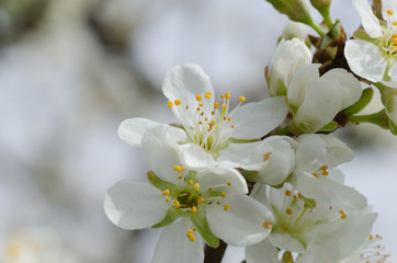 Springtime cherry blossom white
