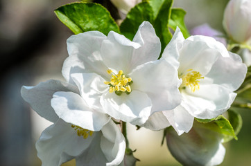 Fototapeta na wymiar apple blossom macro springtime