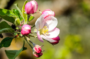 Fototapeta premium apple blossom macro springtime