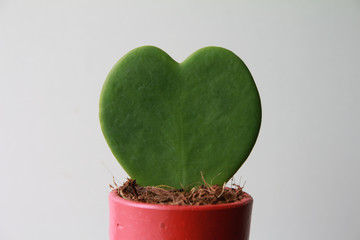 Hoya Kerrii Heart Cactus Succulent House Plant , nature of love concept