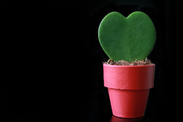 Hoya Kerrii Heart Cactus Succulent House Plant