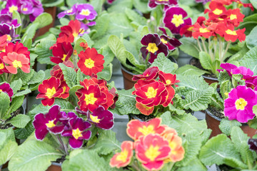 flowering violets. Multicolored flowers on a flower bed